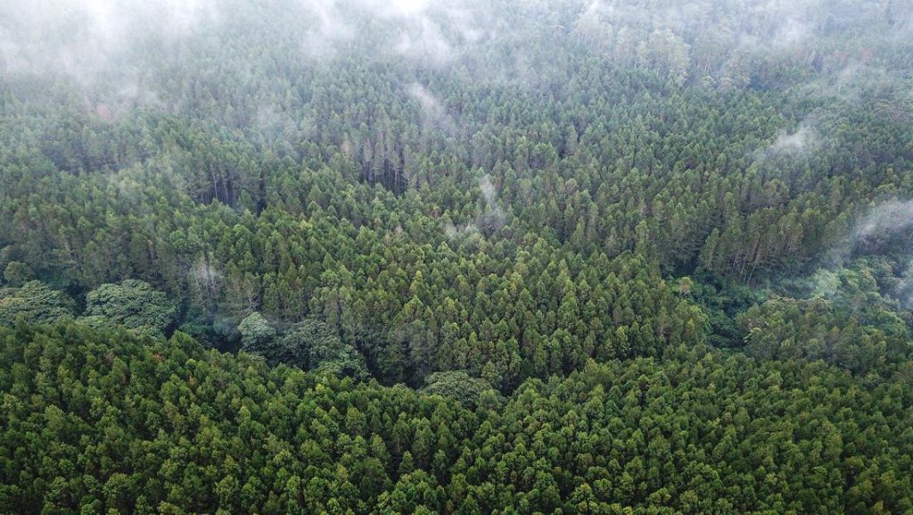 Green Sufism Deforestasi Indonesia Cerminan Krisis Spiritual Kata Guru Besar Uin