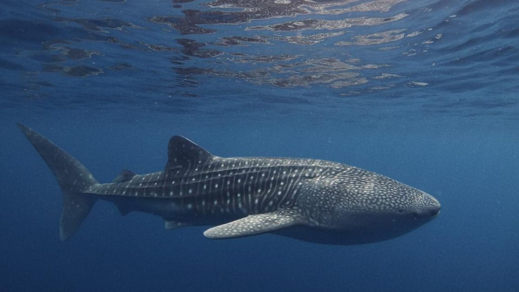 Ois 2026 Di Bali Jadi Panggung Diplomasi Laut Global Indonesia Siap Pimpin