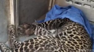 Macan Tutul Terjerat Perangkap Babi Di Bogor Dievakuasi Bksda